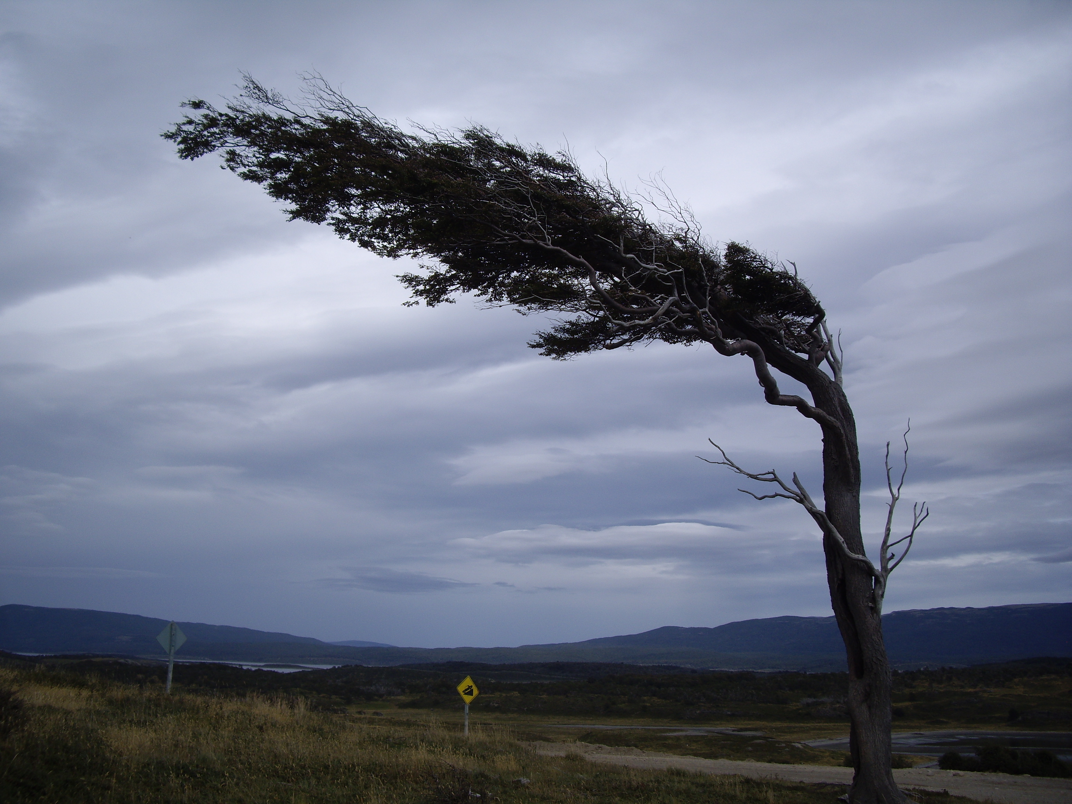 Видео дует ветер. Дерево на ветру. Ветер. Сильный ветер. Сильный ветер деревья.